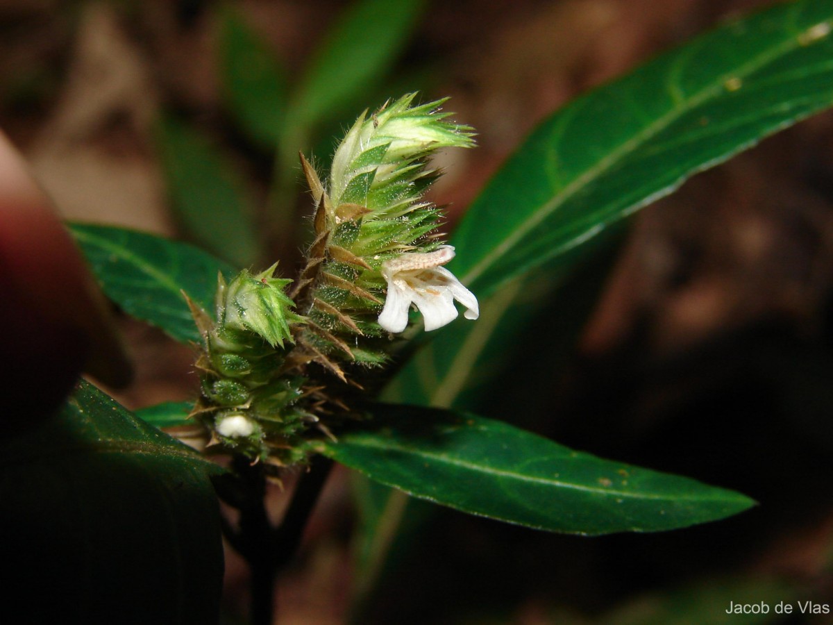 Lepidagathis incurva var. lophostachyoides (Nees) Abeyw.